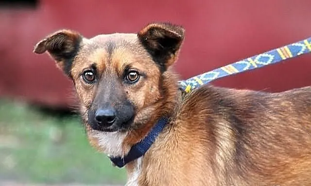 FUNT - zabiedzony, niewielki piesek do adopcji
