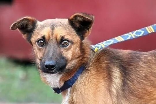 FUNT - zabiedzony, niewielki piesek do adopcji