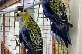 rozzella bladogłowa