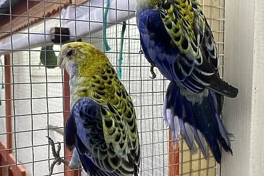 rozzella bladogłowa, Świętokrzyskie, Busko-Zdrój