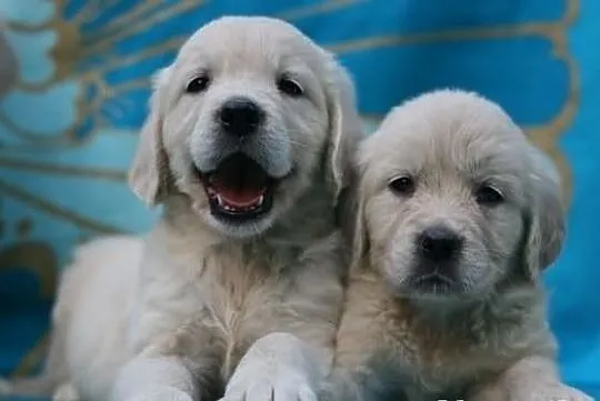 GOLDEN RETRIEVER- białe i biszkoptowe,rodowód ZKwP