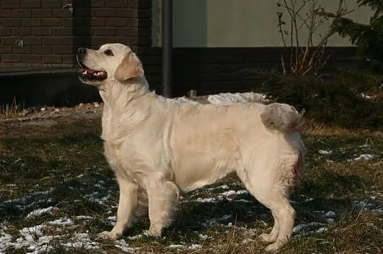 GOLDEN RETRIEVER- białe i biszkoptowe,rodowód ZKwP