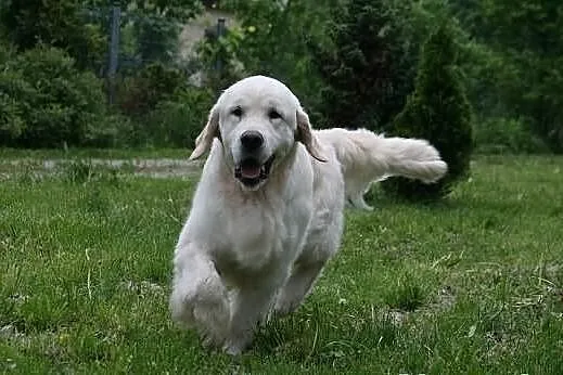 GOLDEN RETRIEVER- białe i biszkoptowe,rodowód ZKwP