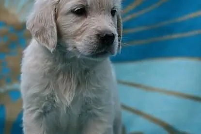 GOLDEN RETRIEVER- białe i biszkoptowe,rodowód ZKwP