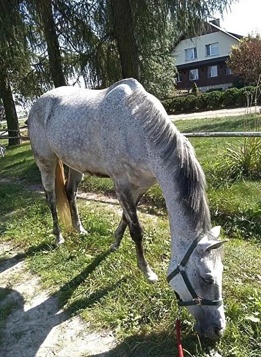Klacz do współdzierżawy/dzierżawy, ,