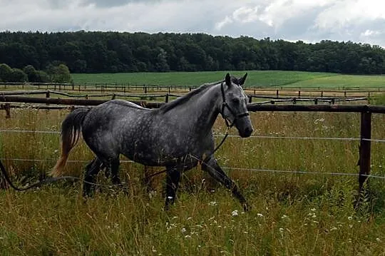 Klacz do współdzierżawy/dzierżawy, , 