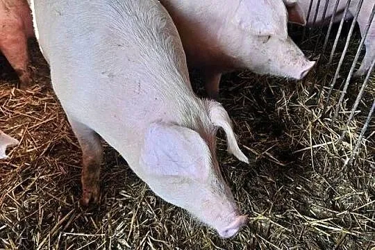 Tuczniki karmione własną paszą