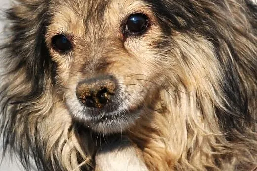 Wacik - puszyty, milutki - adopcja,  małopolskie Kraków