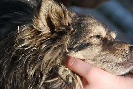 Wacik - puszyty, milutki - adopcja,  małopolskie K