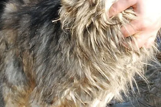 Wacik - puszyty, milutki - adopcja,  małopolskie K