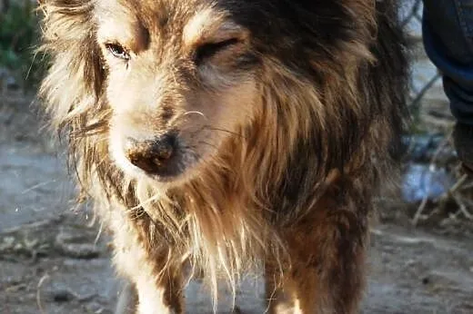 Wacik - puszyty, milutki - adopcja,  małopolskie K