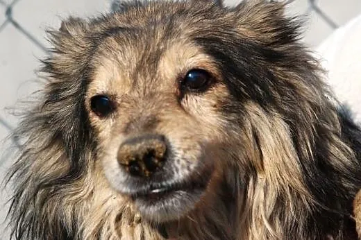 Wacik - puszyty, milutki - adopcja,  małopolskie K