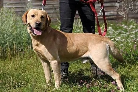 ADONIS piękny, młody biszkoptowy labrador do adopcji,  warmińsko-mazurskie Olsztyn