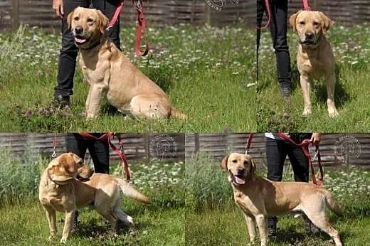 ADONIS piękny, młody biszkoptowy labrador do adopc
