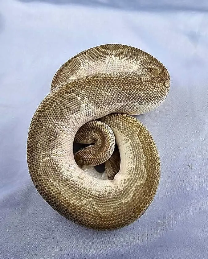 Pyton królewski python regius samiec, Dolnośląskie, Wrocław