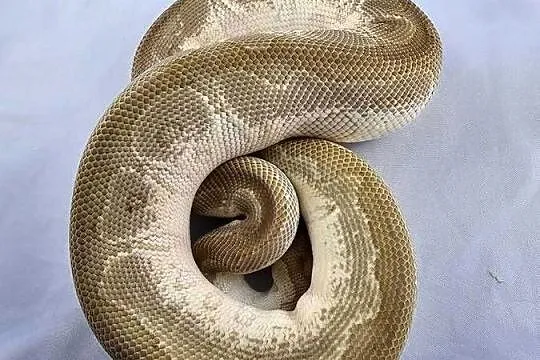 Pyton królewski python regius samiec, Dolnośląskie, Wrocław