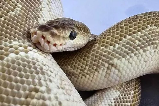 Pyton królewski python regius samiec, Dolnośląskie, Wrocław