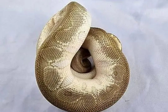 Pyton królewski python regius samiec, Dolnośląskie, Wrocław