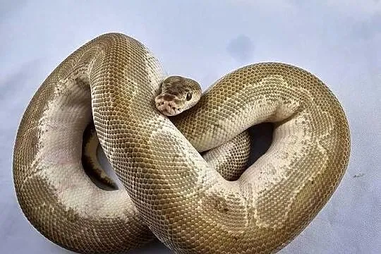 Pyton królewski python regius samiec, Dolnośląskie, Wrocław