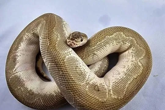 Pyton królewski python regius samiec, Dolnośląskie, Wrocław