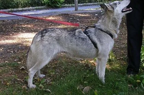 Cleo - piękna, niebieskooka sunia husky czeka na a