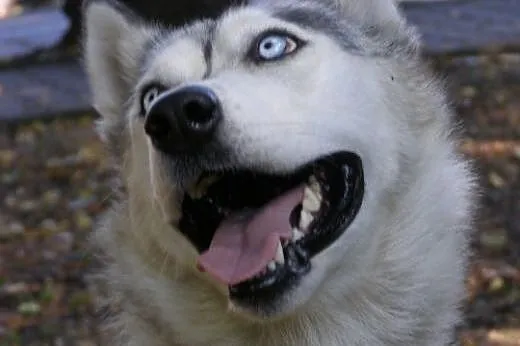 Cleo - piękna, niebieskooka sunia husky czeka na a