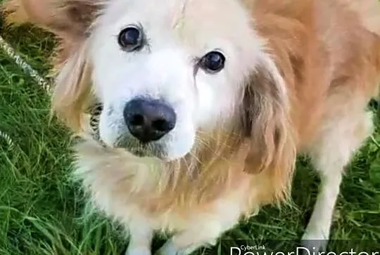 SPAJKI _ staruszek w typie goldena gaśnie w schronisku! Adoptuj!