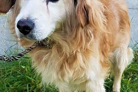 SPAJKI _ staruszek w typie goldena gaśnie w schronisku! Adoptuj!, Mazowieckie, Warszawa