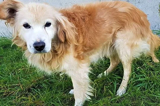 SPAJKI _ staruszek w typie goldena gaśnie w schronisku! Adoptuj!, Mazowieckie, Warszawa