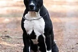 AMSTAF American Stafordshire Terrier - RODOWÓD ZKW, Radzymin