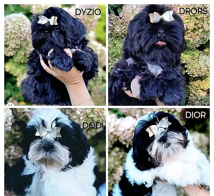 Szczeniaki Shih tzu, Dolnośląskie, Twardocice