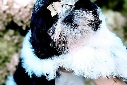 Szczeniaki Shih tzu, Dolnośląskie, Twardocice