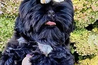 Szczeniaki Shih tzu, Dolnośląskie, Twardocice