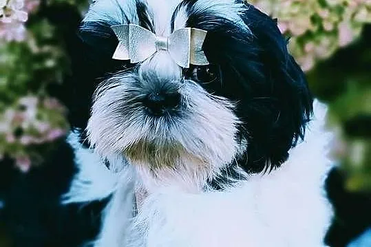 Szczeniaki Shih tzu, Dolnośląskie, Twardocice
