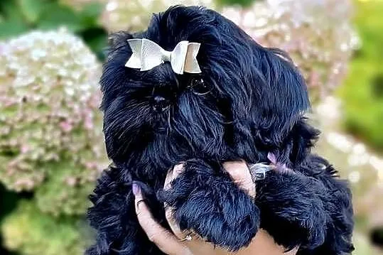 Szczeniaki Shih tzu, Dolnośląskie, Twardocice