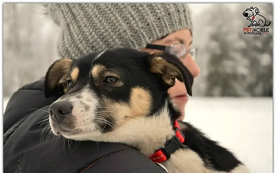 Cindi - roczna, nieduża sunia - do adopcji