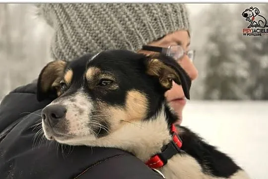 Cindi - roczna, nieduża sunia - do adopcji