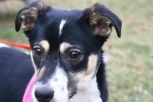 Cindi - roczna, nieduża sunia - do adopcji