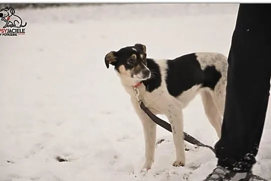 Cindi - roczna, nieduża sunia - do adopcji