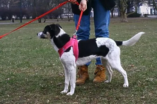 Cindi - roczna, nieduża sunia - do adopcji