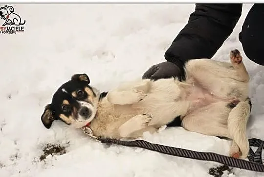 Cindi - roczna, nieduża sunia - do adopcji