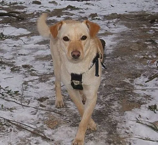 Abi – kremowo – biszkoptowa pi