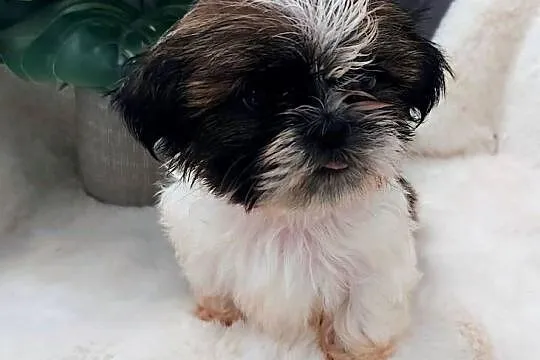 Śliczną malutka suczka shih tzu