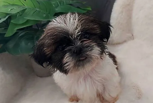 Śliczną malutka suczka shih tzu, Dolnośląskie, Brzeg Dolny