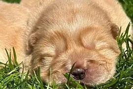 Suczka chow chow