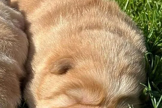 Suczka chow chow, Wielkopolskie, Ostrów Wielkopolski