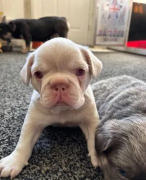 BULDOG FRANCUSKI, szczeniak na sprzedaż, kontakt przez Whatsapp +48736614543, , Biezdrowo-Huby