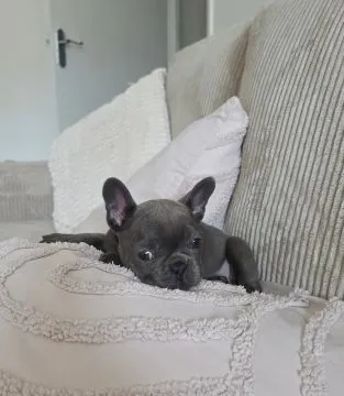 BULDOG FRANCUSKI, szczeniak na sprzedaż, kontakt przez Whatsapp +48736614543, , Biezdrowo-Huby