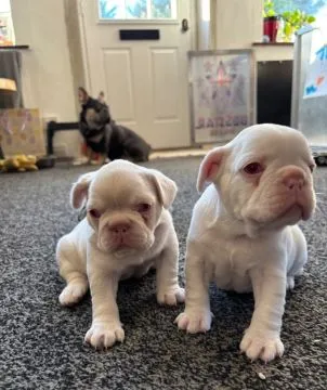 BULDOG FRANCUSKI, szczeniak na sprzedaż, kontakt przez Whatsapp +48736614543, , Biezdrowo-Huby