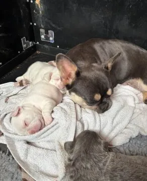 BULDOG FRANCUSKI, szczeniak na sprzedaż, kontakt przez Whatsapp +48736614543, , Biezdrowo-Huby